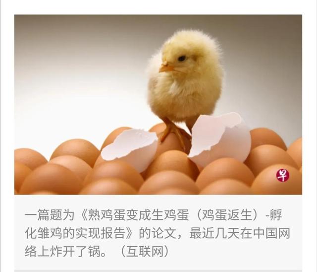 （转载）鸡蛋返生班背后的产业链和家长群（新加坡联合早报）