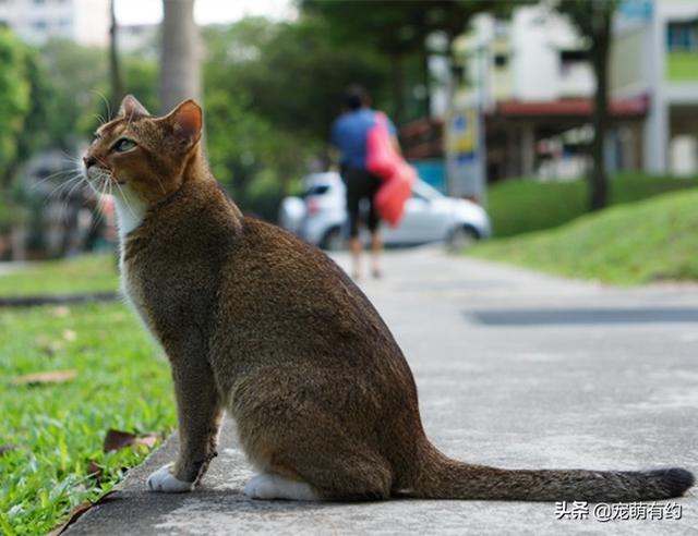 新加坡貓——世界上體型最小的貓咪，也是最黏人的貓咪
