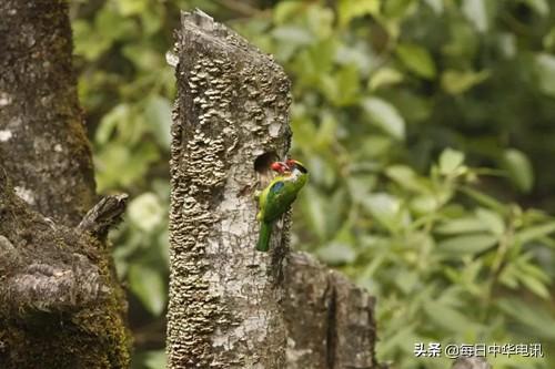 全球極危白腹鹭，見證保山極好生態