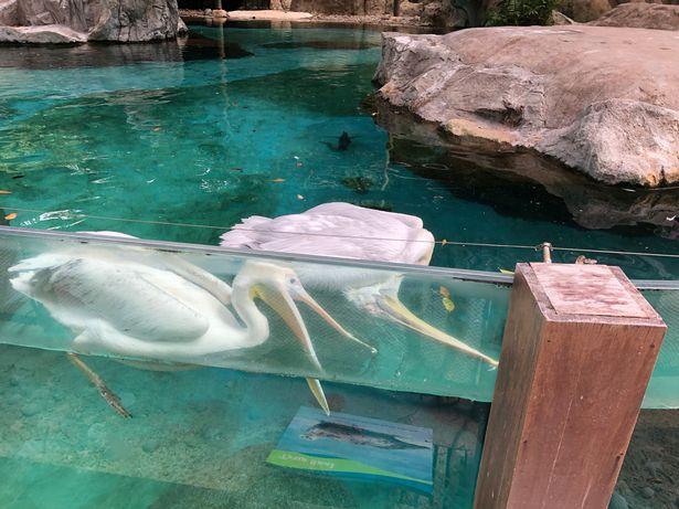 心碎！新加坡動物園內一只鹈鹕試圖喚醒已死去的朋友（視頻）
