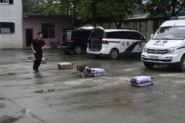 警犬训导员十二时辰，带您看看福州这位辅警的一天！