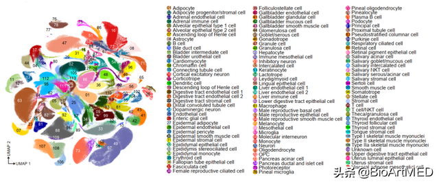 首个非人灵长类动物全细胞图谱，助力人类疾病研究