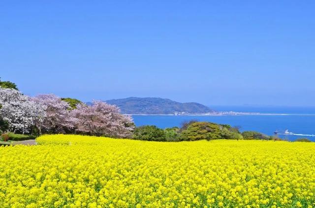 美国高材生跨界花艺，学霸作风扎根新加坡！