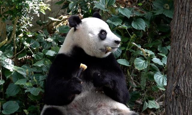 母亲节快乐！一起人士下中国熊猫叻叻在新加坡的“妈妈”