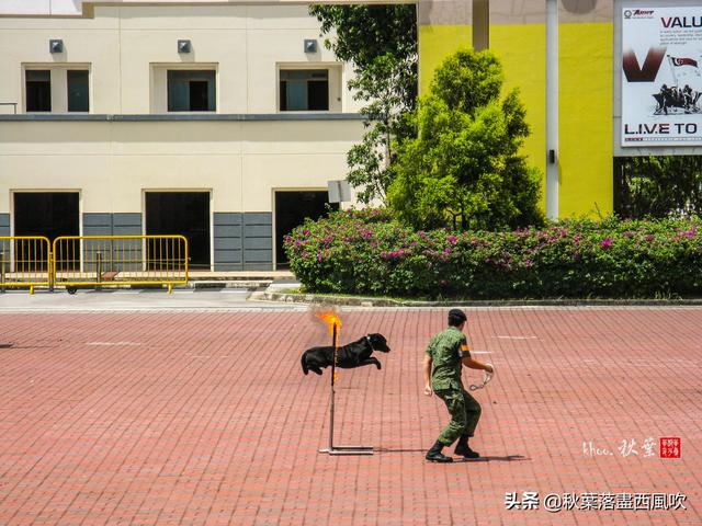 3，5年才能一遇的新加坡陆军开放日，免费还能见识星洲军备面貌