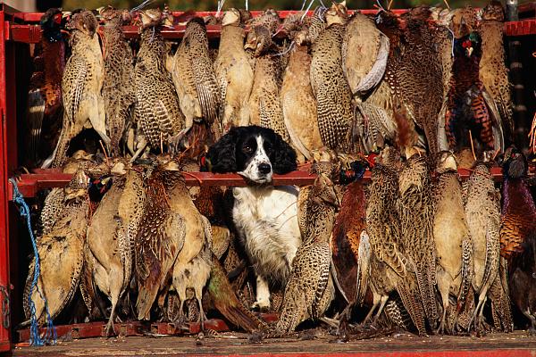 “野味肺炎”：動物，病毒與人類中心主義