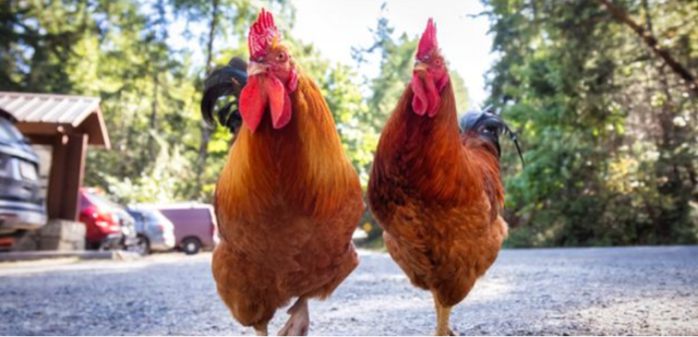 大揭秘！美國禽流感對雞肉輸華影響幾何