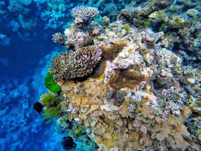 這裏有世界最大的珊瑚礁群，此生必去的大堡礁_凱恩斯