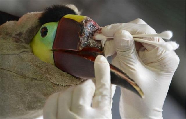 頭骨被人類惦記的鳥，一枚拍出80萬，被取出後只能活活等死