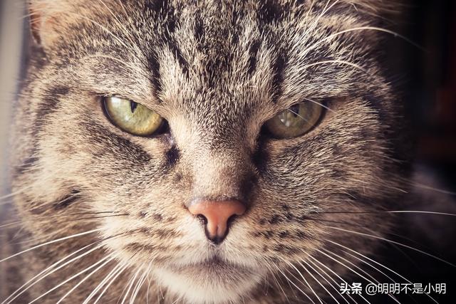 关于猫的5个有趣冷知识，你知道几个？