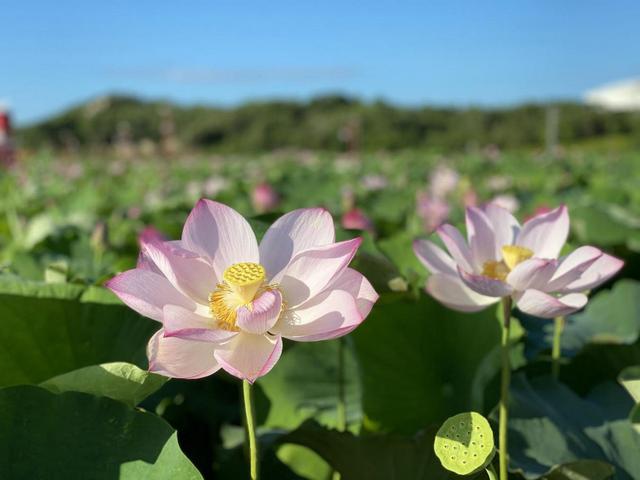 惠风徐来，欢迎您来