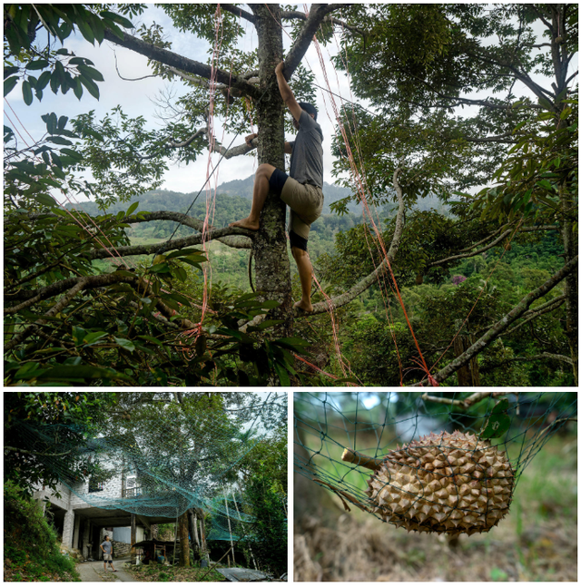 辣妹猛男齐上阵，一年花112亿吃榴莲，连口罩都挡不住的味道，为什么有人爱到疯？