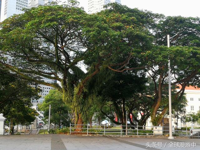 漫游在新加坡，这些树有些奇特，有意思！