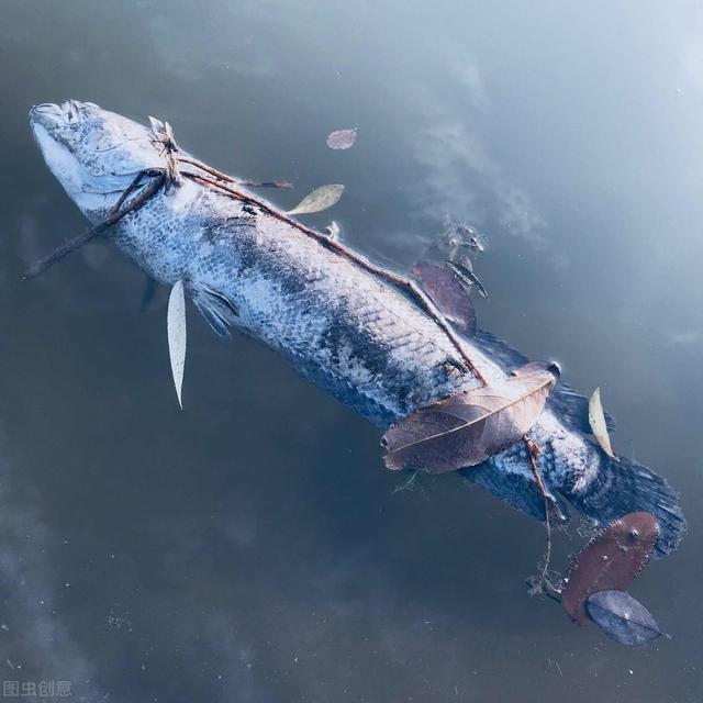 挪威三文魚被推上風口浪尖，養殖場肮髒不堪擠滿病魚，你還敢吃？