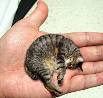 世界上最小的猫跟可乐罐差不多，只有300克重？