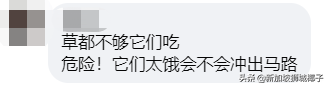 新加坡牛车水的新年灯饰来了！网友：像个养牛场一样