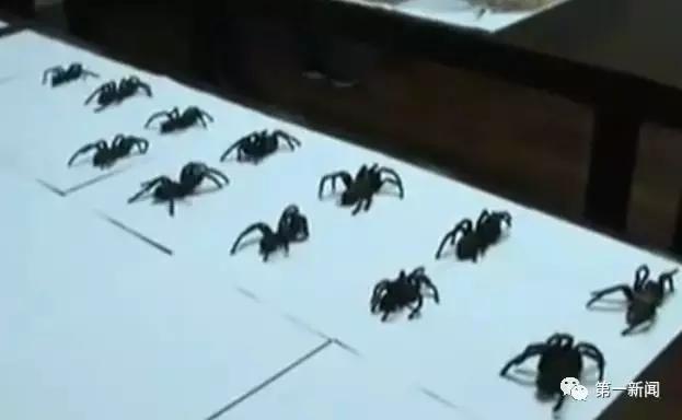 西安一大学生境外非法购买64只活体毒蜘蛛 一只最高卖800元