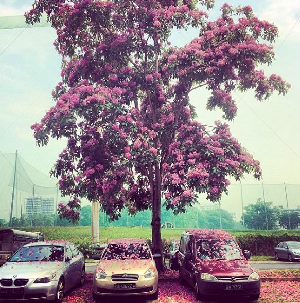 新加坡“樱花”迎来花季，漫天花雨一起来看看吧