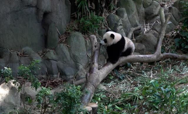 母亲节快乐！一起人士下中国熊猫叻叻在新加坡的“妈妈”
