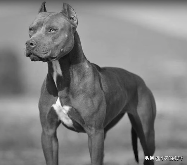 被稱爲猛犬的五個品種，有些是鬥犬出身，它們的曆史淵源有哪些？