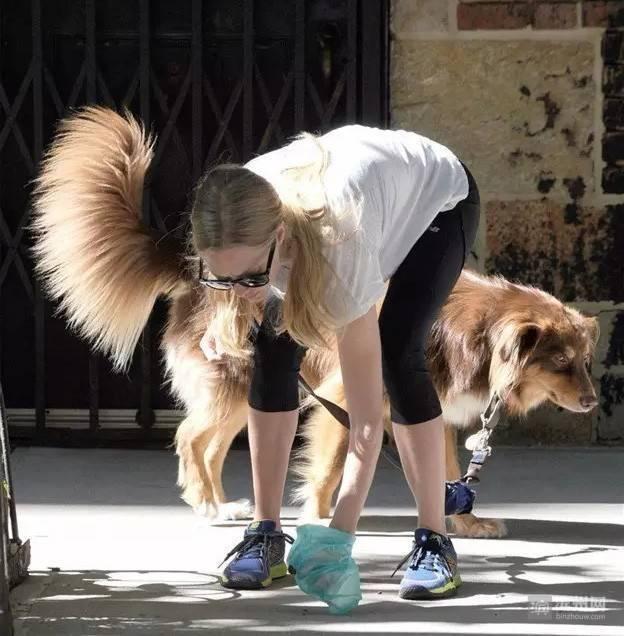 濱州市民如何優雅地養犬，小編推薦國外先進做法