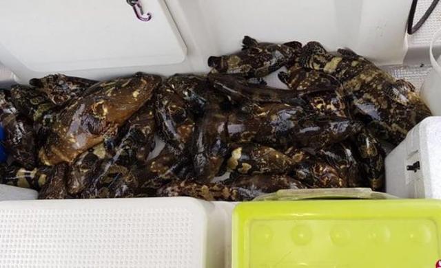 新加坡保育团体钓上放生鱼后送居民吃，引争议！