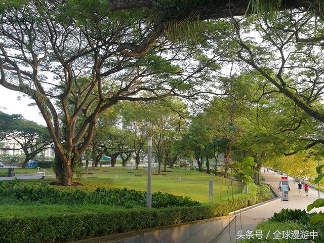 漫游在新加坡，这些树有些奇特，有意思！