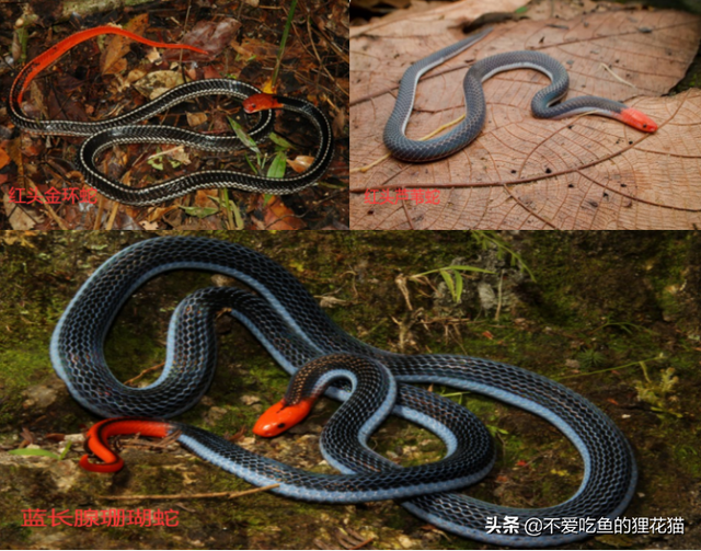 世界之最｜毒蛇界中毒腺最长的蛇，连眼镜王蛇都害怕的对手