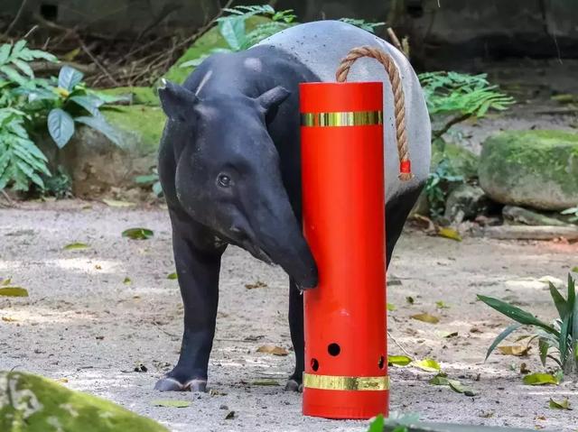 這個周末，去新加坡動物園賞豬吧！