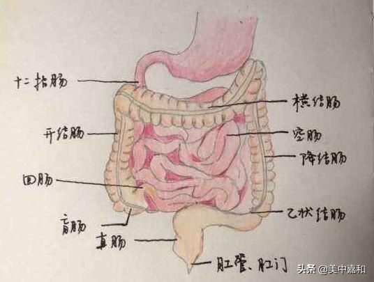 体检若跳过“菊花”一指禅，患了癌症都不知道