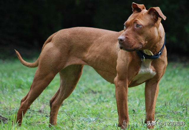 被稱爲猛犬的五個品種，有些是鬥犬出身，它們的曆史淵源有哪些？