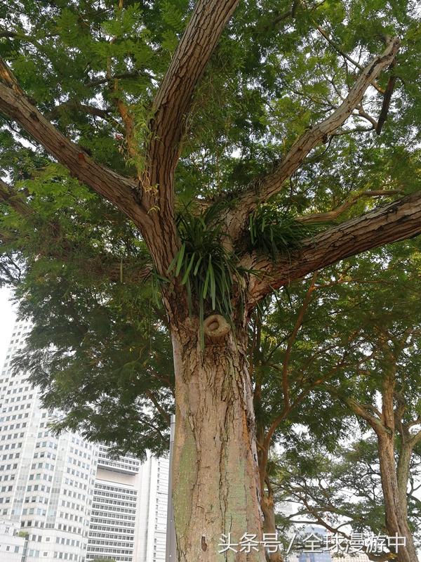 漫遊在新加坡，這些樹有些奇特，有意思！