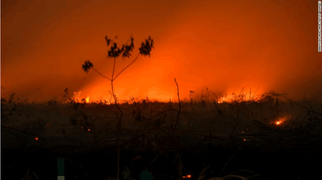 印尼森林大火：已逮捕近200人，鄰國也“苦不堪言”