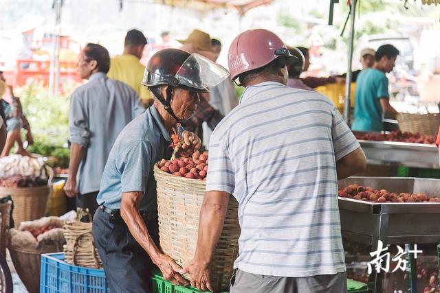 疫情之下，增产66.6%的400万亩广东荔枝如何卖出？