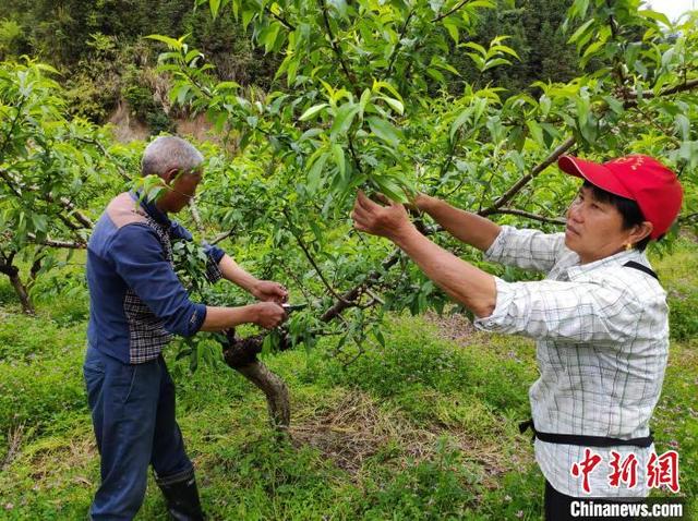 “红土地”兴产业富村民 湘赣边革命老区焕新颜