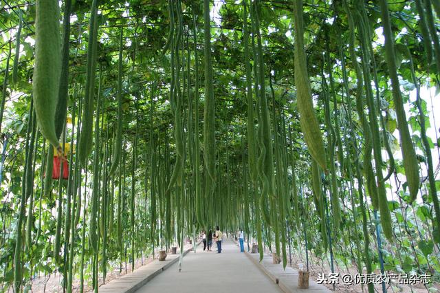 为城市定制农田，摩天大楼里种菜……都市农业的创意居然这么多！会是中国农业的新未来吗？