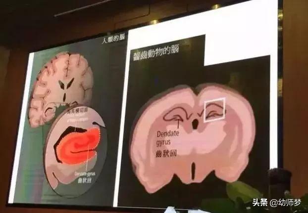 「重磅报告」著名脑科学家：激活孩子大脑最好的三个方法