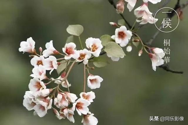 今日清明节