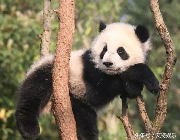 大熊猫在国外的地位怎么样？外媒：头可断血可流，熊猫不能丢！