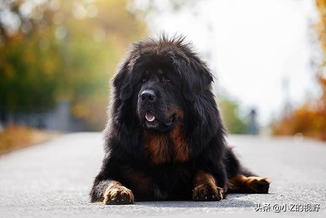 被稱爲猛犬的五個品種，有些是鬥犬出身，它們的曆史淵源有哪些？