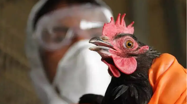大揭秘！美國禽流感對雞肉輸華影響幾何