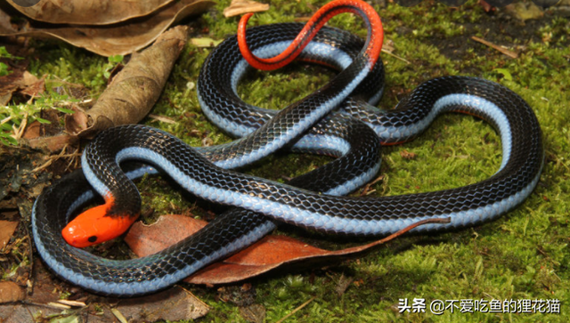 世界之最｜毒蛇界中毒腺最长的蛇，连眼镜王蛇都害怕的对手