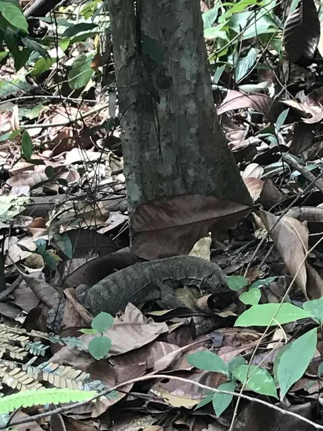 登上新加坡的最高峰