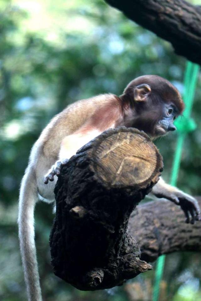 《躺在床上環遊世界》新加坡動物園遊覽（多圖預警！~)