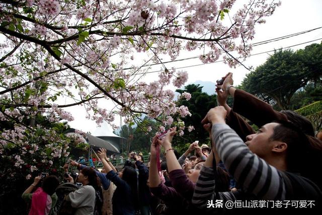 如果春天到了，一起去樱花旅行吧！