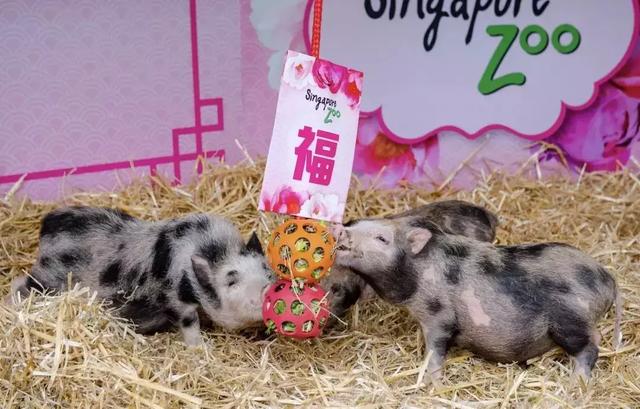 這個周末，去新加坡動物園賞豬吧！