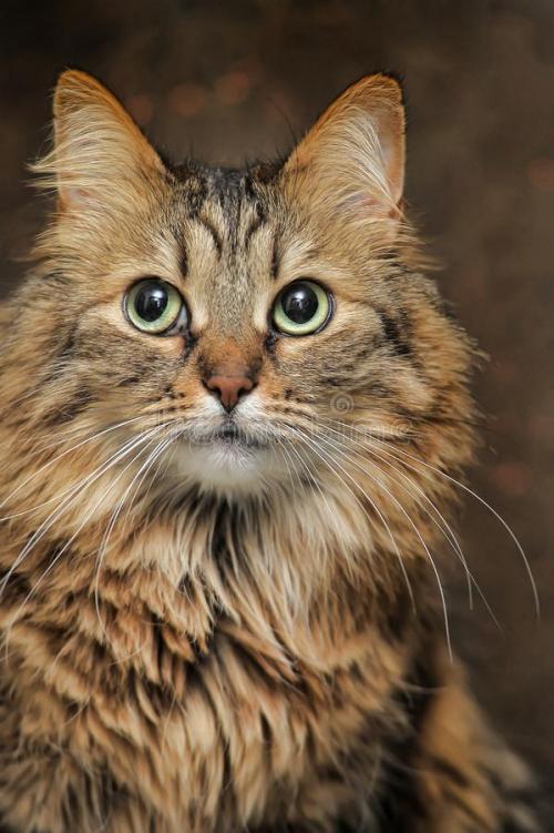 48种世界名猫，给你介绍其中25种，看看你认识吗？
