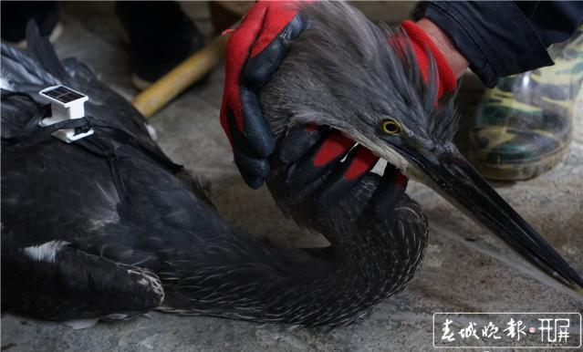 “全球仅200余只，云南小伙救下神秘大鸟”追踪：大鸟安装观测仪后放归