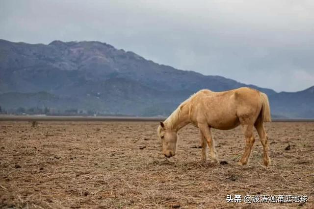 世界上最大的睾丸，德國女色魔連續殺11人，用45張照片帶你看世界