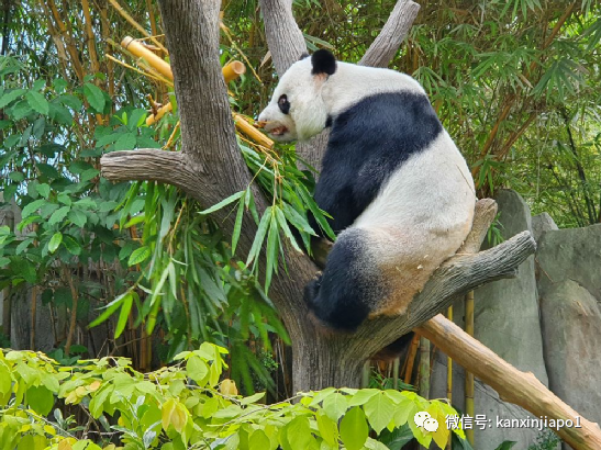 旅居海外的大熊猫受委屈了吗？新加坡的凯凯和嘉嘉小日子过得舒坦，还准备拼二胎